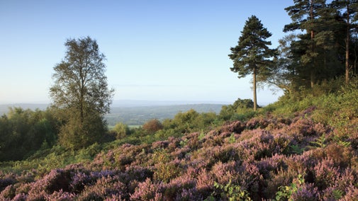 A purple haze covers the sunny hillside at Black Down, West Sussex